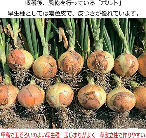 Amazon.co.jp: たまねぎ セル苗 ボルト 【早生】 90本 タマネギ : DIY